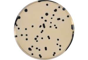 TSC (Tryptose Sulfite Cycloserine) agar (base)