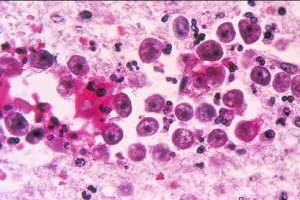 Safranine O (C.I. 50240) for microscopy Certistain®