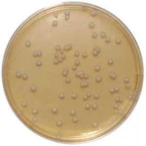 Malt extract Malt extract for microbiology