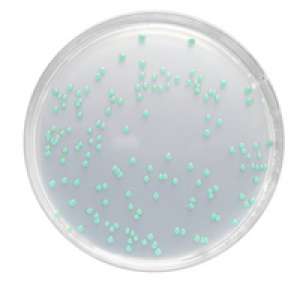 Listeria agar (base) acc. OTTAVIANI and AGOSTI acc Merck