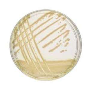 Pseudomonas CFC Selective Supplement Merck