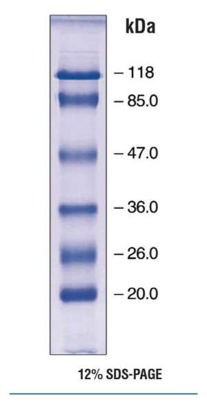 EZ-Run prestained protein marker 2EA Bioreagents