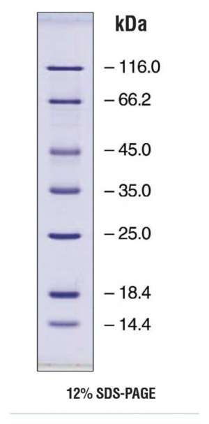 EZ-Run protein marker 1EA Bioreagents