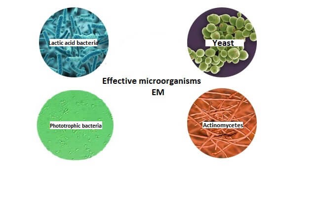 Lợi ích của chế phẩm sinh học EM đối với sức khỏe con người