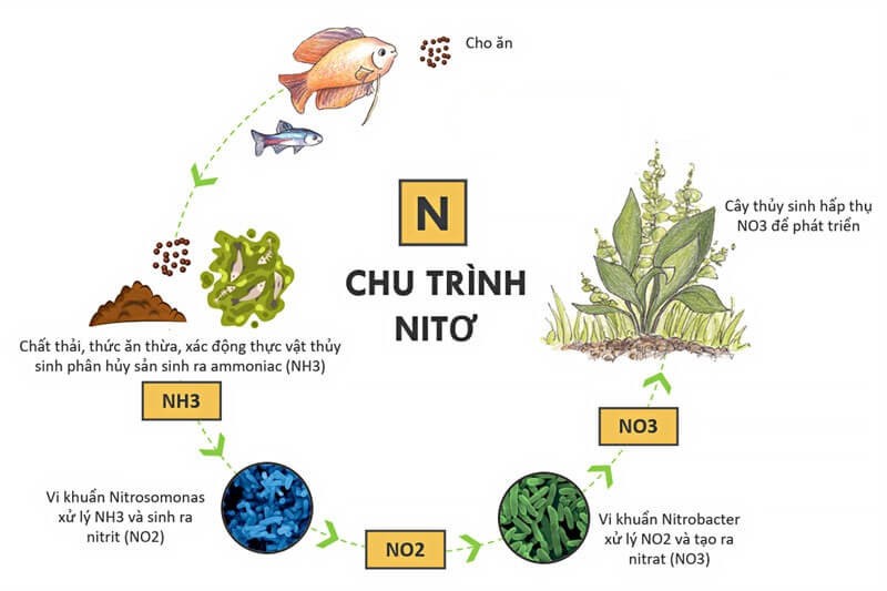 Chu trình Nitơ trong tự nhiên