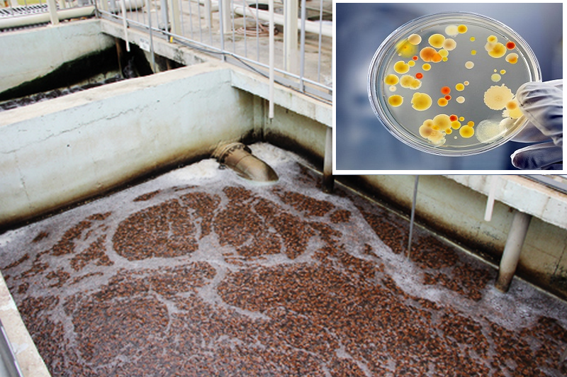 Chế phẩm vi sinh xử lý nước thải mang đến nhiều công dụng quan trọng 