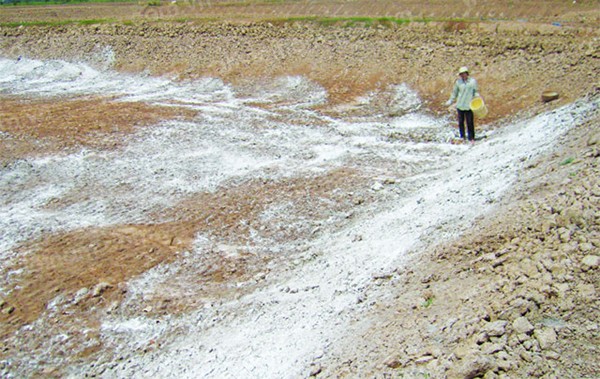 Vôi bột được dùng phổ biến trong cải tạo đất trồng
