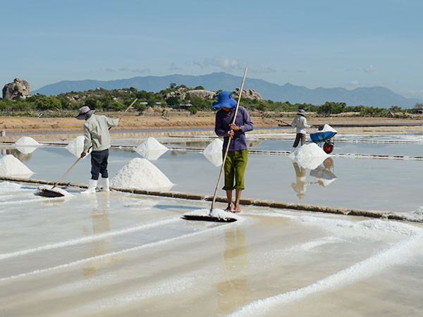quy trình sản xuất muối sạch trên cát tại Vũng Tàu