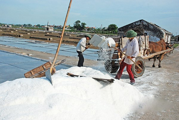 Diêm dân đang tất bật thu hoạch muối ở xã Quỳnh nghĩa, tỉnh Nghệ An