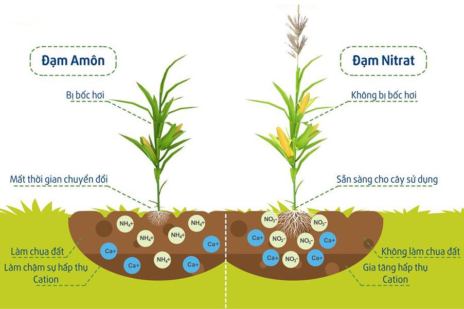 Ảnh hưởng của phân bón lên độ pH của đất canh tác