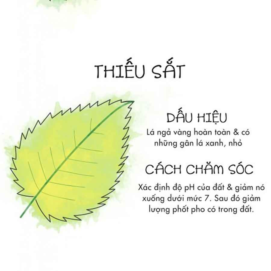 Lá của cây trồng trên đất thiếu sắt