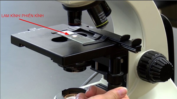 Lam kính được sử dụng để soi mẫu dưới kính hiển vi