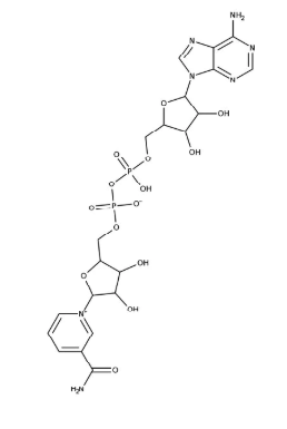 β-Nicotinamide adenine dinucleotide hydrate 98+%, 1g Acros