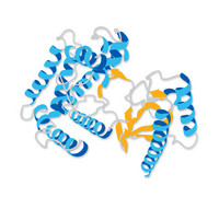 Ubiquitin C-terminalhydrolase L1 (UCH-L1) 50µg Merck