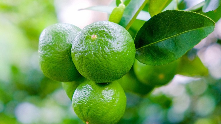 Axit citric có nguồn gốc từ quả chanh