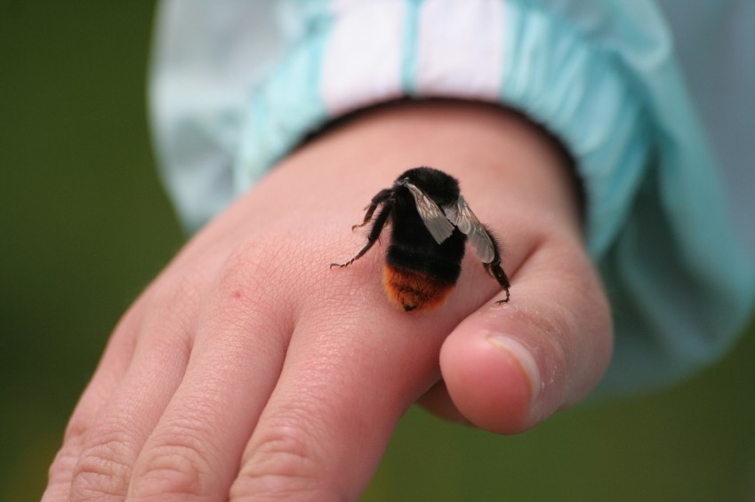 Axit fomic ở trong nọc độc của các loài ong