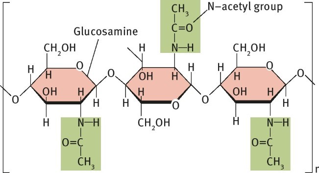 Cấu trúc phân tử của chitin