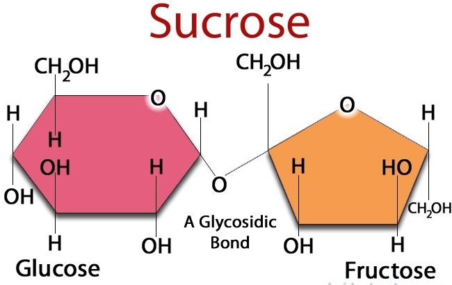 Cấu trúc của sucrose