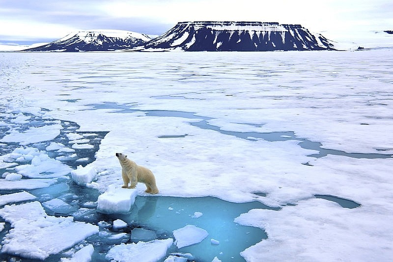 Băng tan làm mất môi trường sống của gấu Bắc Cực