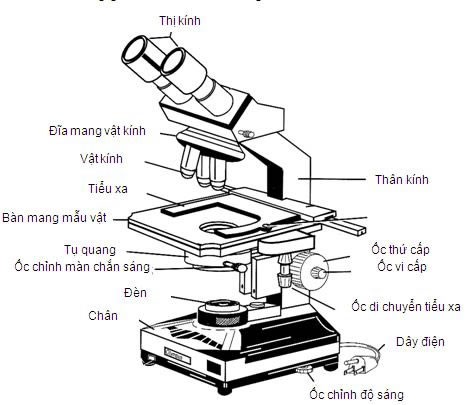 Cấu tạo của kính hiển vi quang học