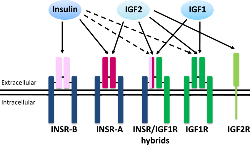 Gen IGF2 mã hóa cho insulin
