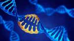 Gen trội là gì? Các yếu tố ảnh hưởng đến sự biểu hiện gen