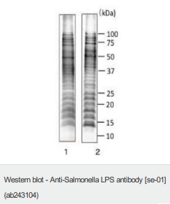 Anti-Salmonella LPS antibody [se-01] Abcam