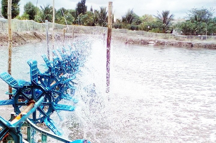 Nước trong các ao hồ nuôi trồng thủy hải sản cần đo nồng độ oxy hòa tan thường xuyên 