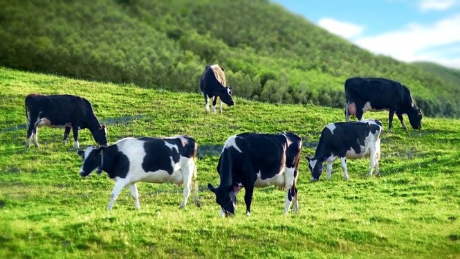 Sữa Organic được lấy từ bò sữa chăn nuôi theo tiêu chuẩn hữu cơ, chế biến hữu cơ,...