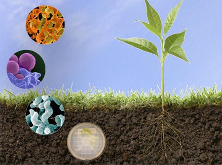 Phân hữu cơ vi sinh có vai trong quan trong phát triển nông nghiệp bền vững