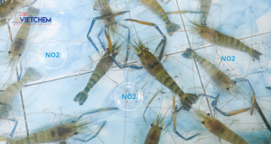 no2-trong-nuoi-tom-medium.png