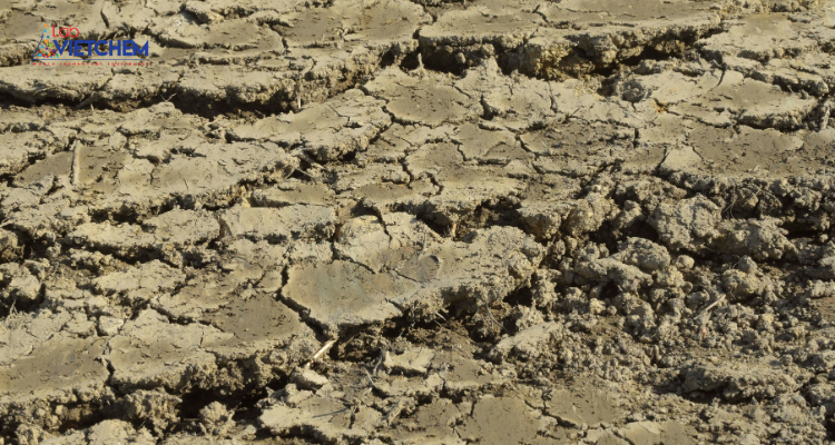 Nước nhiễm mặn làm suy thoái đất trồng