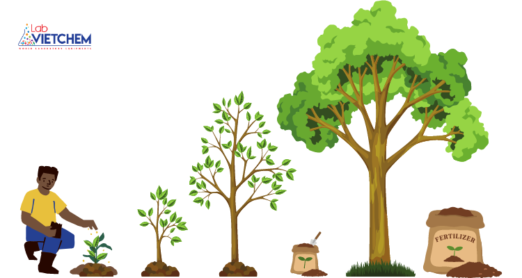 Bón phân theo từng giai đoạn phát triển của cây