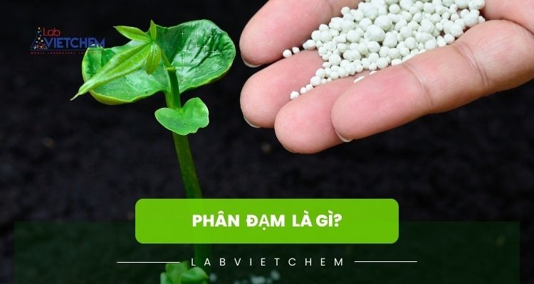 phân đạm là gì