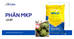 Kỹ thuật bón phân MKP tăng năng suất cây trồng