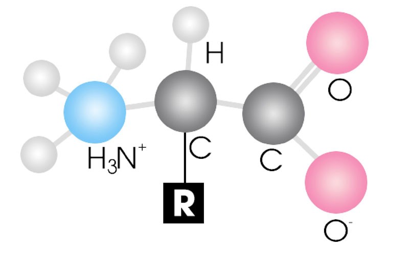phân loại amino axit
