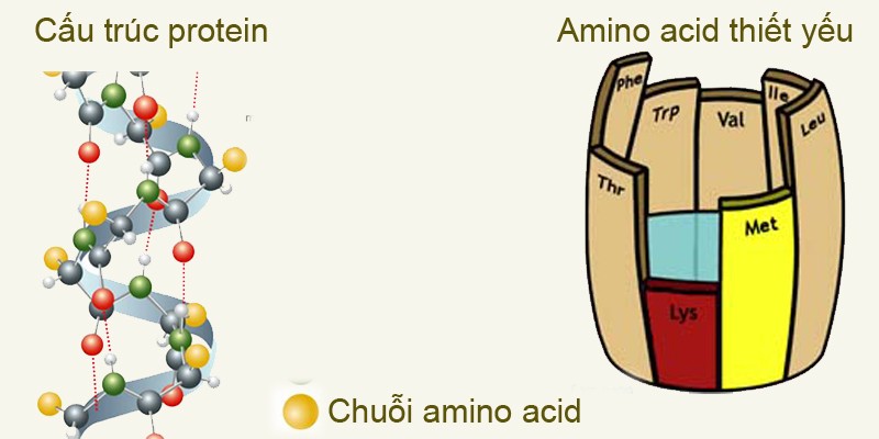 amino axit có trong cấu trúc protein