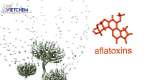 Aflatoxin là gì? Tất tận tật thông tin về Aflatoxin nấm mốc
