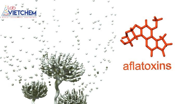 Aflatoxin là gì? Tất tận tật thông tin về Aflatoxin nấm mốc