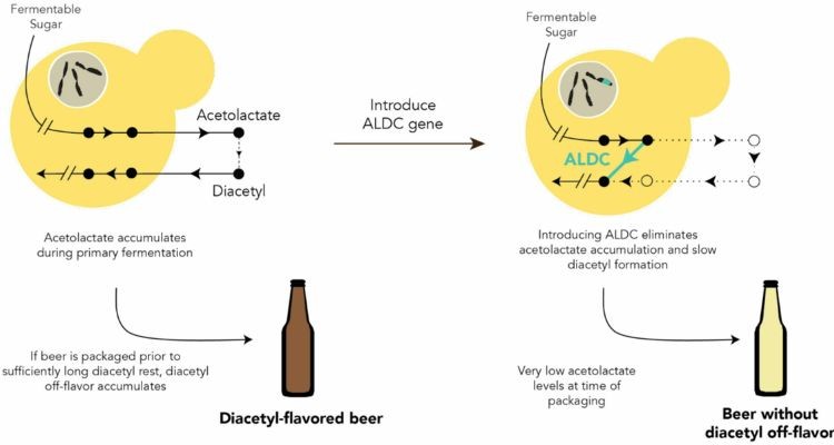 Quy trình xử lý Diacetyl trong bia
