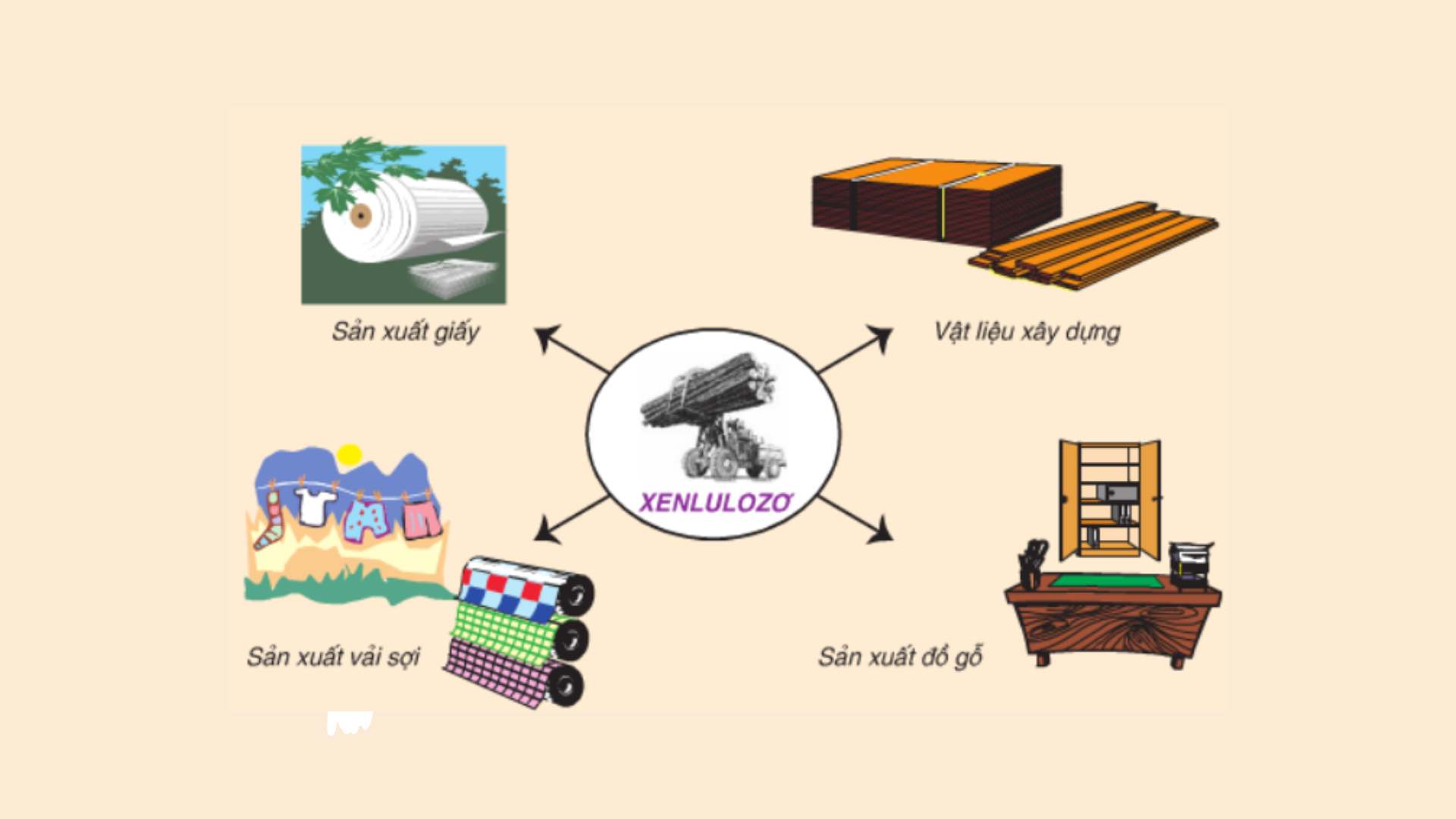  Xenlulozo được sử dụng rộng rãi trong nhiều lĩnh vực sản xuất và đời sống