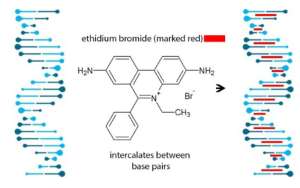 ethidium-bromide-1-medium