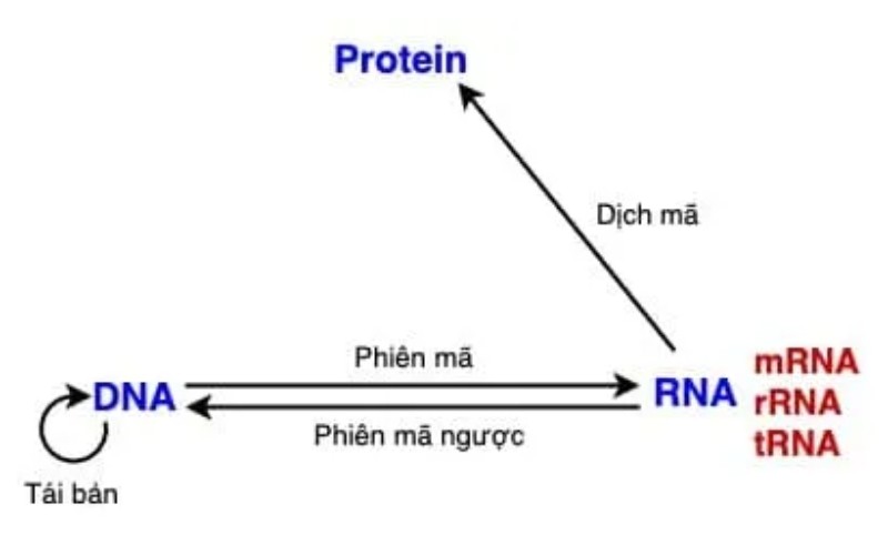 Phiên mã ngược là hiện tượng gì? Vai trò trong sinh học và y học