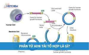 adn-tai-to-hop-medium