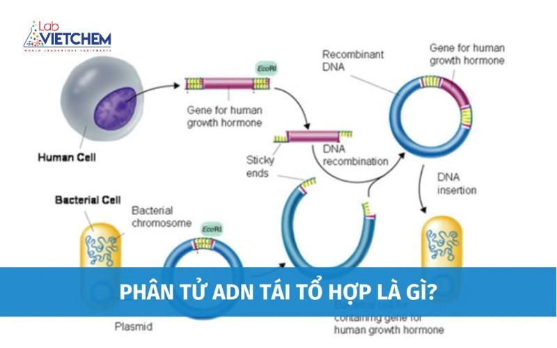 ADN tái tổ hợp là gì? Khái niệm, Quy trình và Ứng dụng