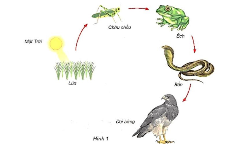 Chuỗi thức ăn là gì? Vai trò quan trọng trong hệ sinh thái