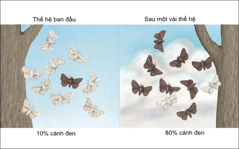 Chọn lọc tự nhiên