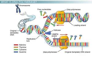 dna-polymerase-medium