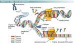 dna-polymerase-small