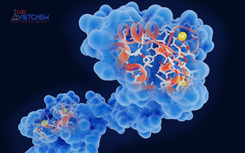 Enzyme Peroxidase là gì? Vai trò, Cơ chế hoạt động và Ứng dụng